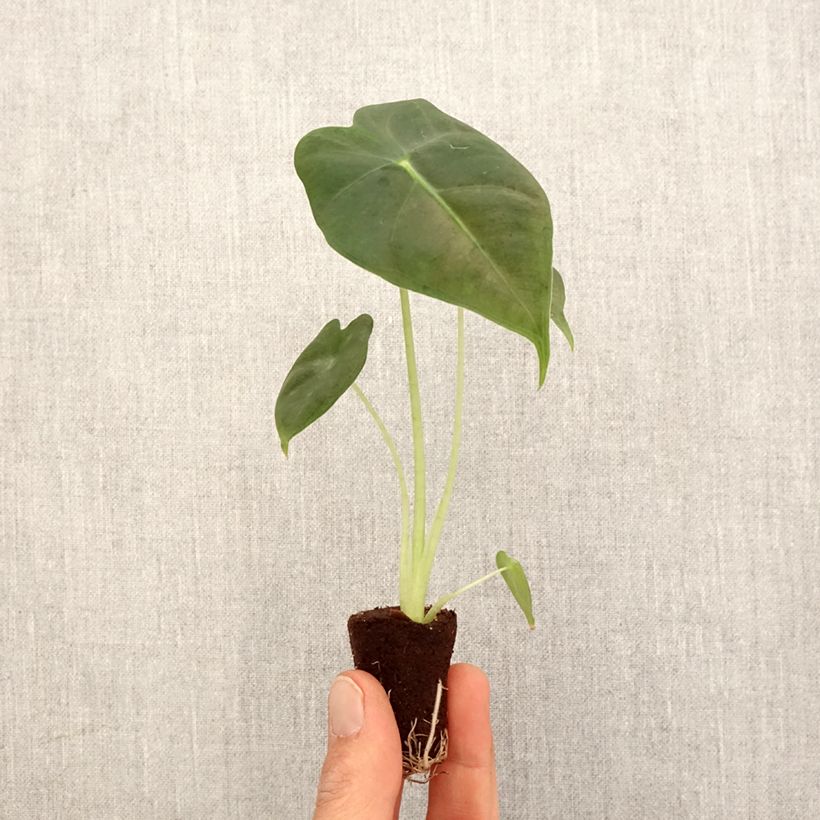 Amostra de Alocasia Frydek - Oreille d'éléphant Mini-plante tal como entregue na primavera