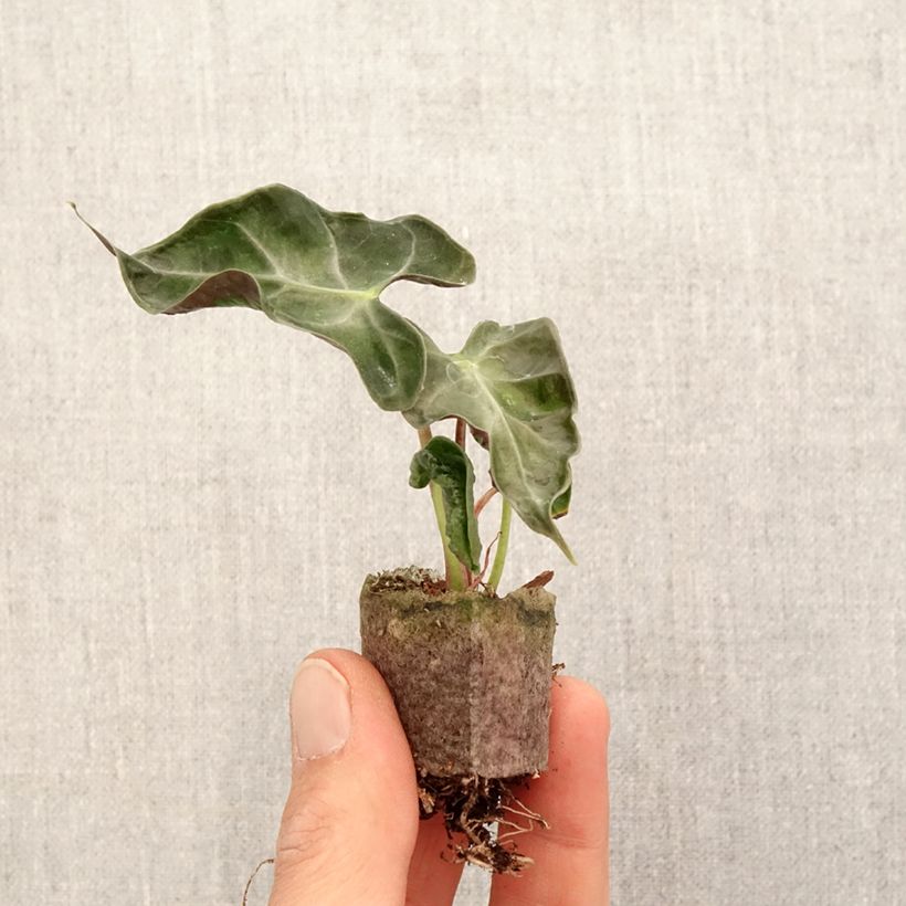 Amostra de Alocasia Loco - Oreille d'éléphant Mini-plante tal como entregue na primavera