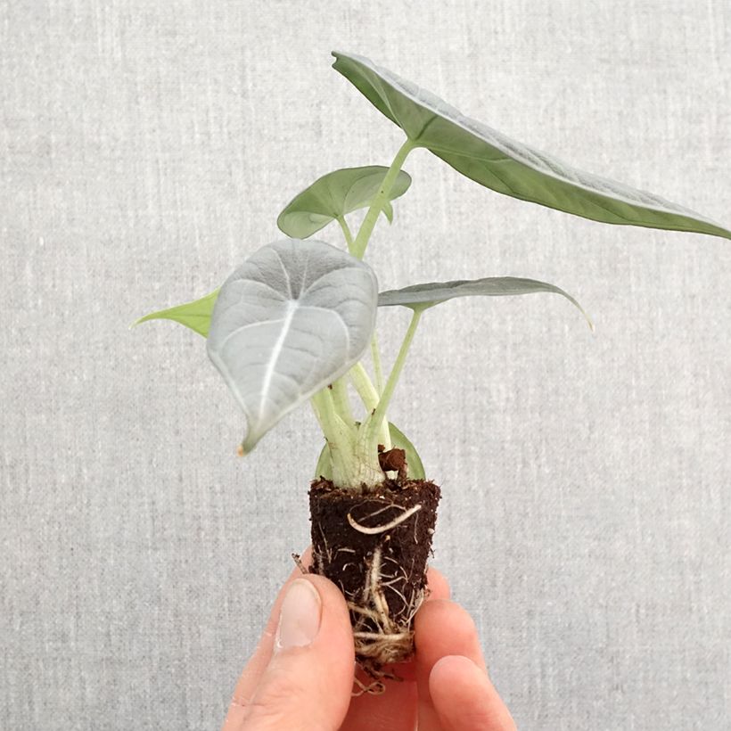 Amostra de Alocasia Maharani - Oreille d'éléphant Mini-plante tal como entregue na primavera