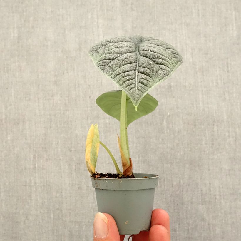 Amostra de Alocasia melo Mini-plante tal como entregue no outono