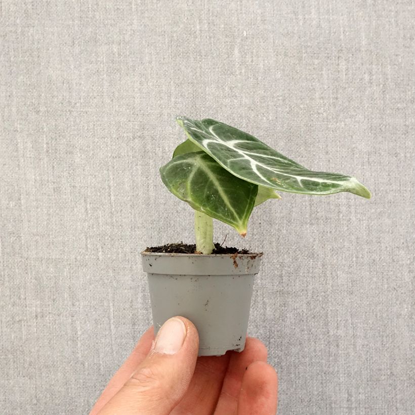 Amostra de Alocasia Ninja - Oreille d'éléphant Mini-plante tal como entregue na primavera