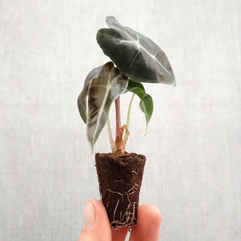 Amostra de Alocasia Polly - Oreille d'éléphant Mini-plante tal como entregue na primavera