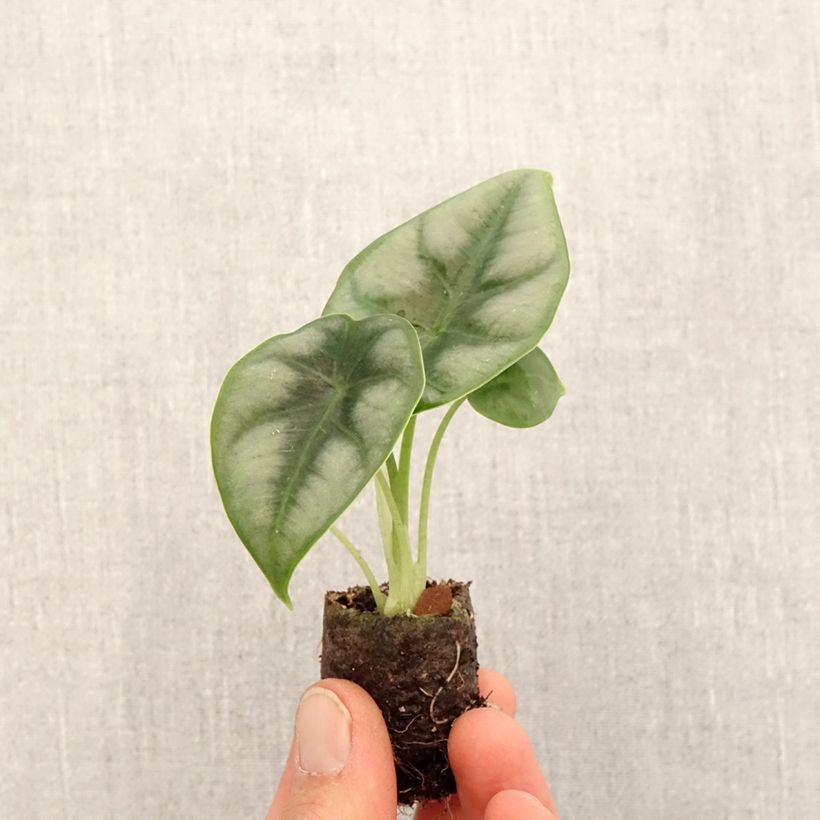 Amostra de Alocasia reversa - Oreille d'éléphant Mini-plante tal como entregue na primavera