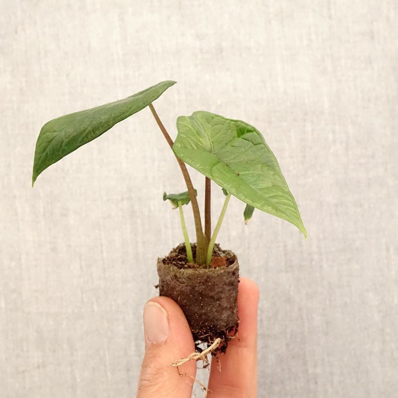 Amostra de Alocasia scalprum Mini-plante tal como entregue na primavera