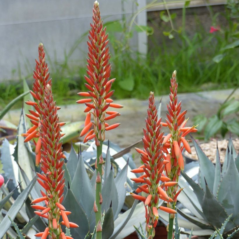 Aloe aristata (Floração)