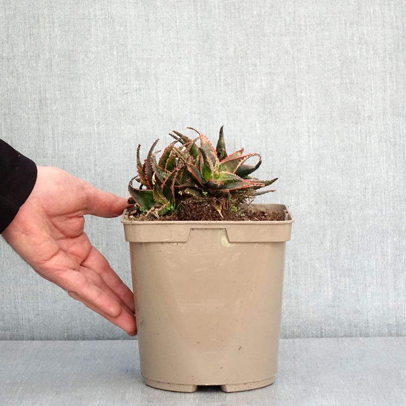 Amostra de Aloe Christmas Carol - Aloès Pot de 3L/4L tal como entregue no inverno