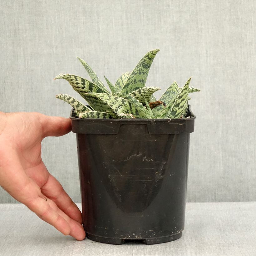 Amostra de Aloe Delta Lights Vaso de 3 L/4 L tal como entregue no verão