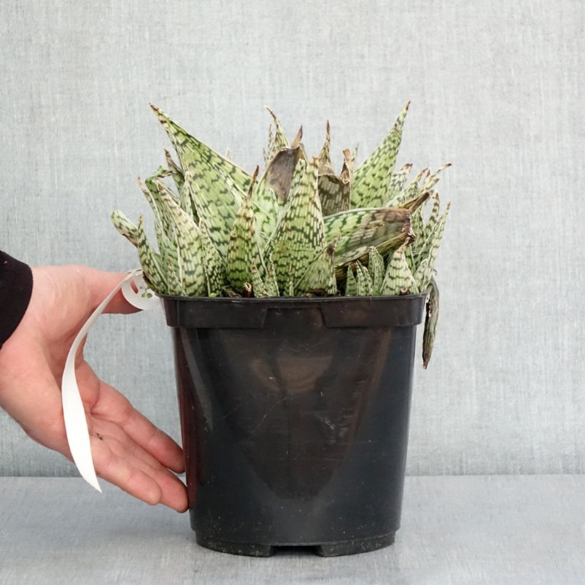 Amostra de Aloe Delta Lights Pot de 3L/4L tal como entregue no inverno