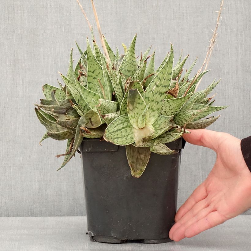 Amostra de Aloe harlana - Aloès mosaïque Pot de 3L/4L tal como entregue no inverno
