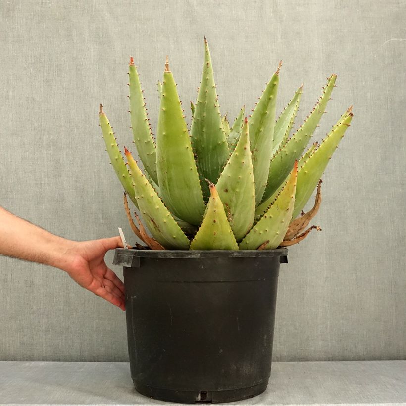 Amostra de Aloe marlothii Vaso de 20 L/25 L tal como entregue no verão