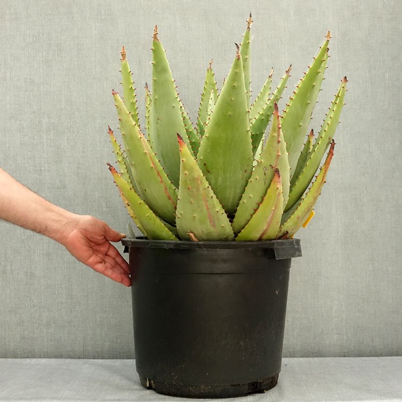 Amostra de Aloe marlothii Vaso de 20 L/25 L tal como entregue na primavera