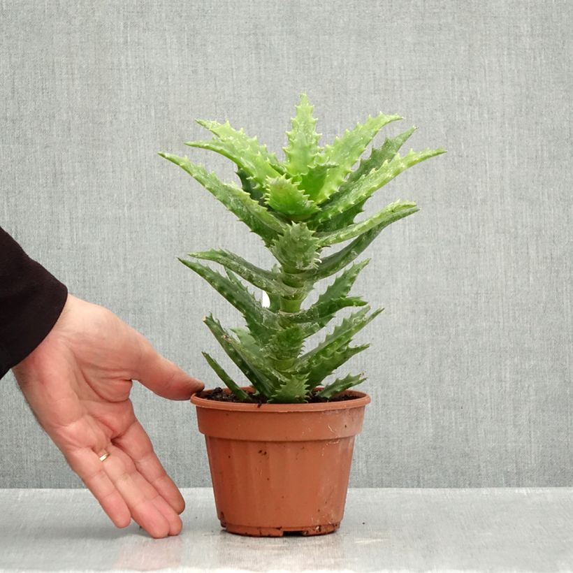 Amostra de Aloe morogoroensis Vaso de 12 cm/13 cm tal como entregue no outono