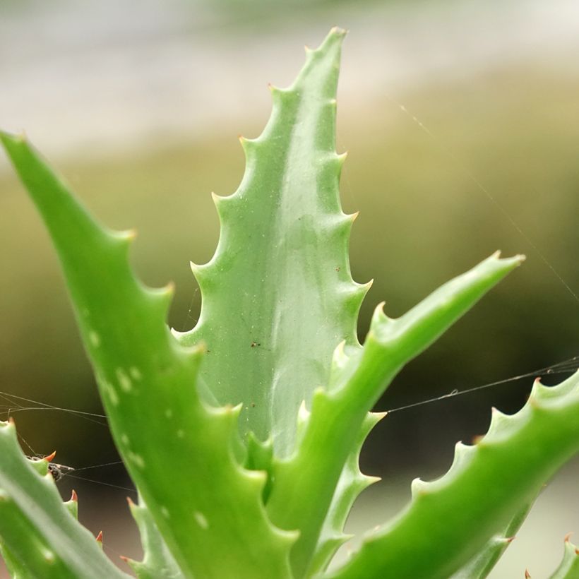 Aloe morogoroensis (Folhagem)
