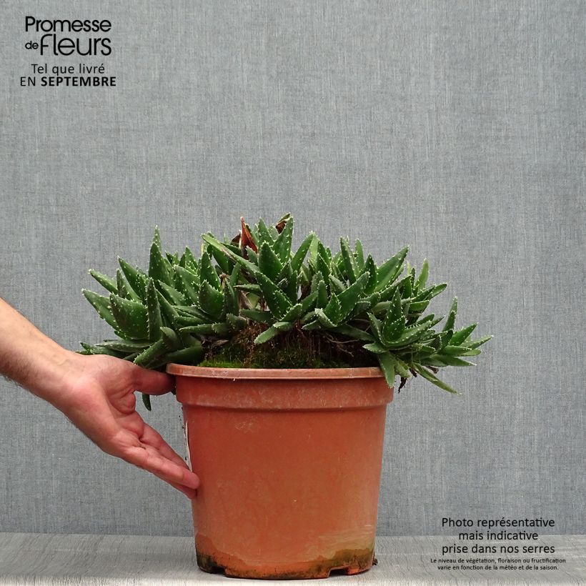 Amostra de Aloe perfoliata Vaso de 7,5 L/10 L tal como entregue no outono