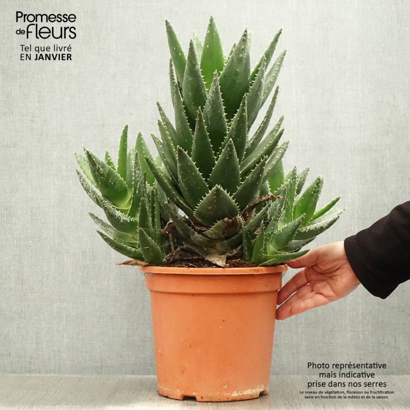 Amostra de Aloe perfoliata (mitriformis) Pot de 7,5L/10L tal como entregue no inverno