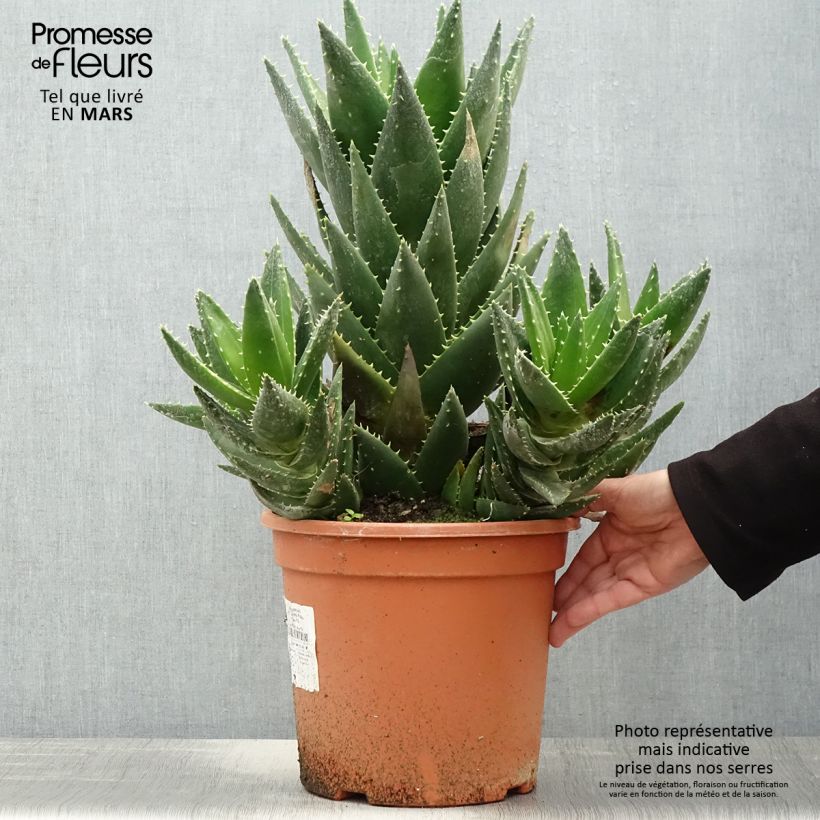 Amostra de Aloe perfoliata Vaso de 7,5 L/10 L tal como entregue na primavera