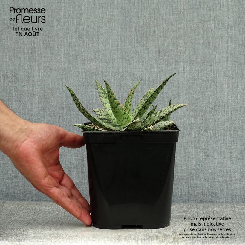 Amostra de Aloe × rauhii Cleopatra Vaso de 2 L/3 L tal como entregue no verão