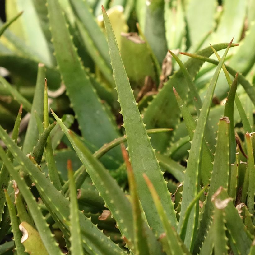 Aloe Safari Sunrise (Folhagem)