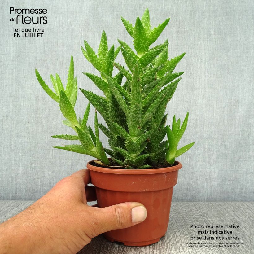 Amostra de Aloe squarrosa Vaso de 12 cm/13 cm tal como entregue no verão