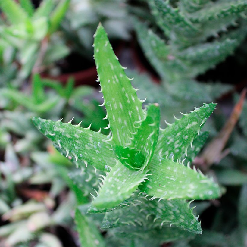 Aloe squarrosa (Folhagem)