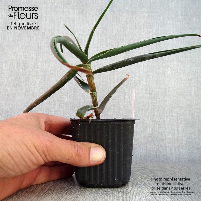 Amostra de Aloe striatula ArticJungle - Aloès arbustif Godet de 8/9 cm tal como entregue no outono