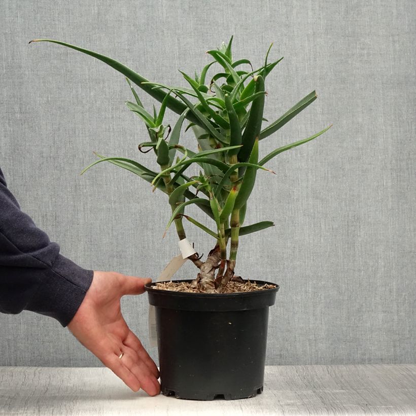 Amostra de Aloe striatula Vaso de 2 L/3 L tal como entregue no verão