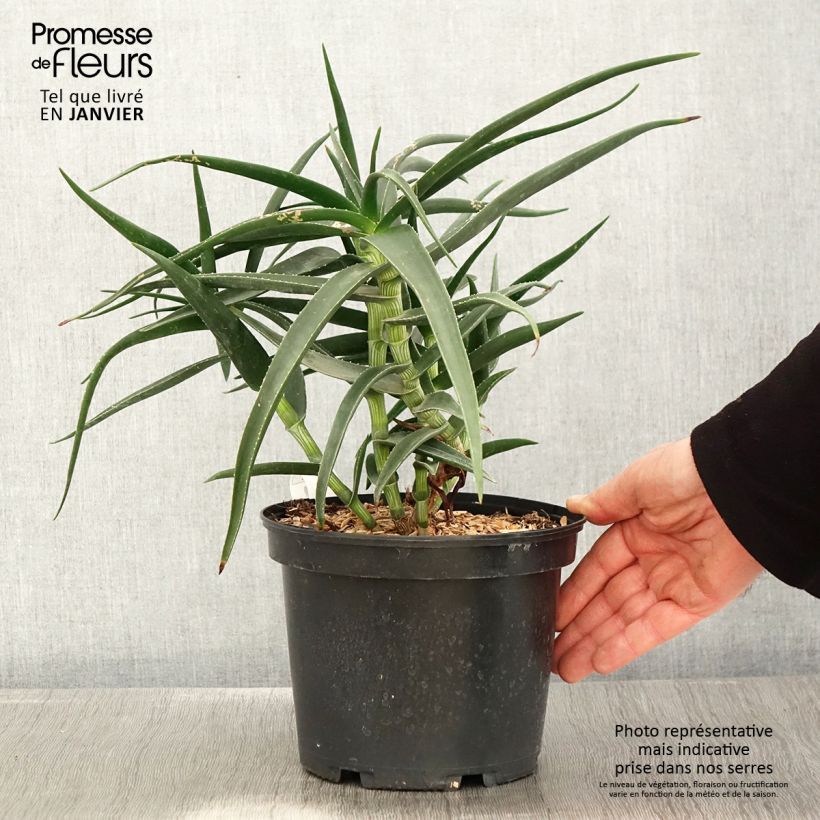 Amostra de Aloe striatula - Aloès arbustif Pot de 2L/3L tal como entregue no inverno