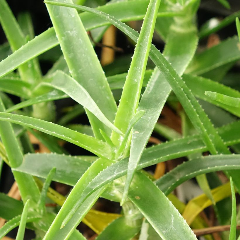 Aloe striatula ArticJungle (Folhagem)