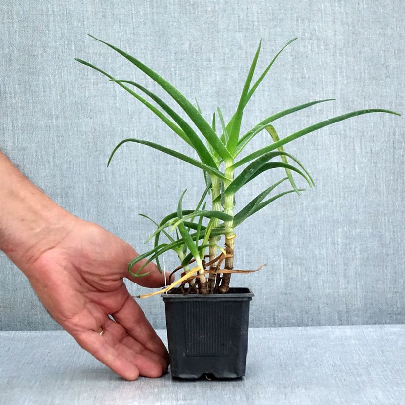 Amostra de Aloe striatula ArticJungle Vaso de 8/9 cm tal como entregue no verão