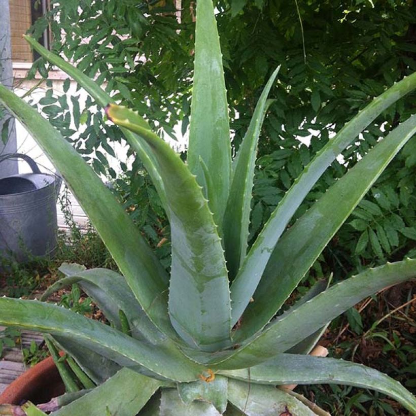 Aloe vera (Hábito)