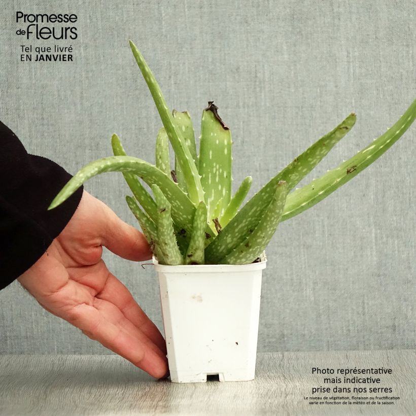 Amostra de Aloe vera - Aloes des Barbades Vaso de 7/8 cm tal como entregue no inverno