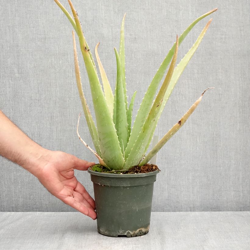 Amostra de Aloe vera Vaso de 2 L/3 L tal como entregue no verão