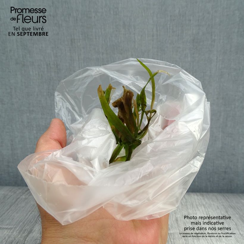 Amostra de Aloès d'eau - Stratiotes aloïdes Boîte tal como entregue no outono