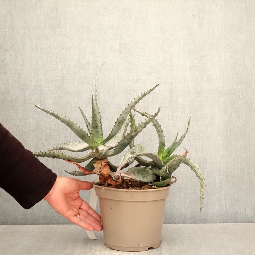 Amostra de Aloe ferox Vaso de 4 L/5 L tal como entregue na primavera