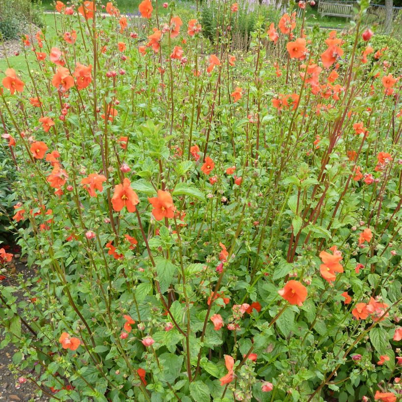 Alonsoa meridionalis Improved Fireball (Hábito)