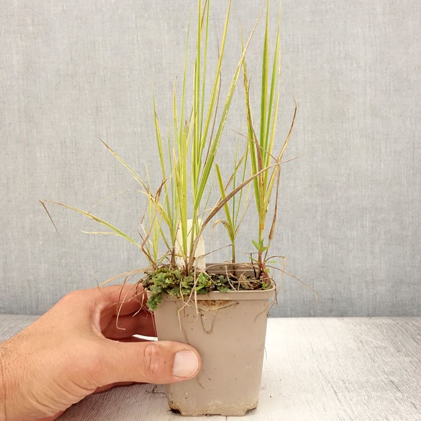 Amostra de Alopecurus pratensis Aureovariegatus Vaso de 8/9 cm tal como entregue no verão