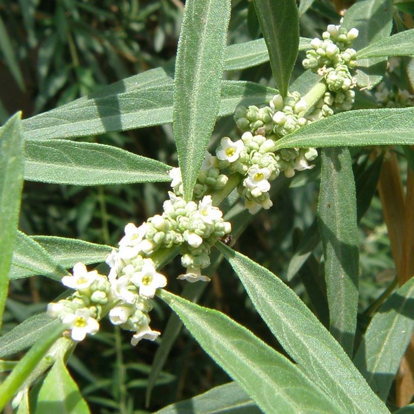 Verbena-da-argentina - Aloysia polystachia (Floração)