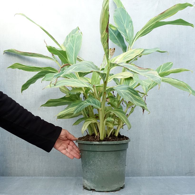 Amostra de Alpinia zerumbet Variegata Vaso de 4 L/5 L tal como entregue no outono
