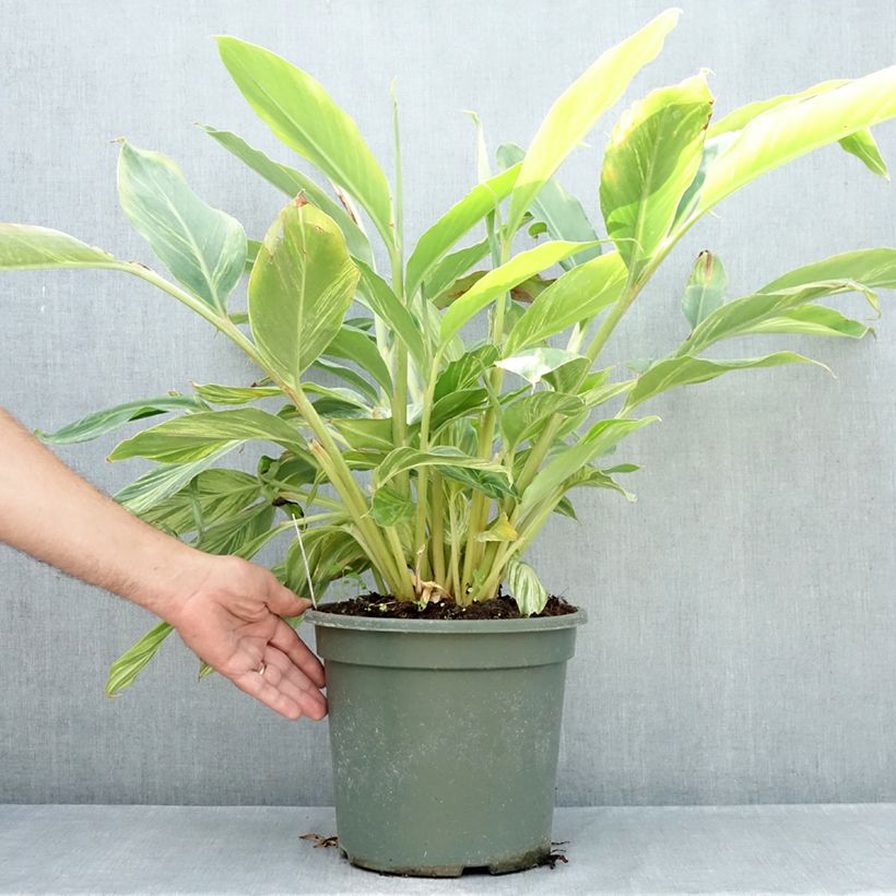 Amostra de Alpinia zerumbet Variegata Vaso de 4 L/5 L tal como entregue no verão