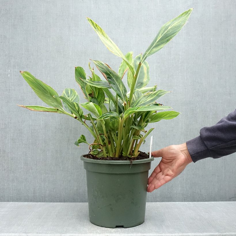Amostra de Alpinia zerumbet Variegata - Gingembre coquille Vaso de 4 L/5 L tal como entregue na primavera
