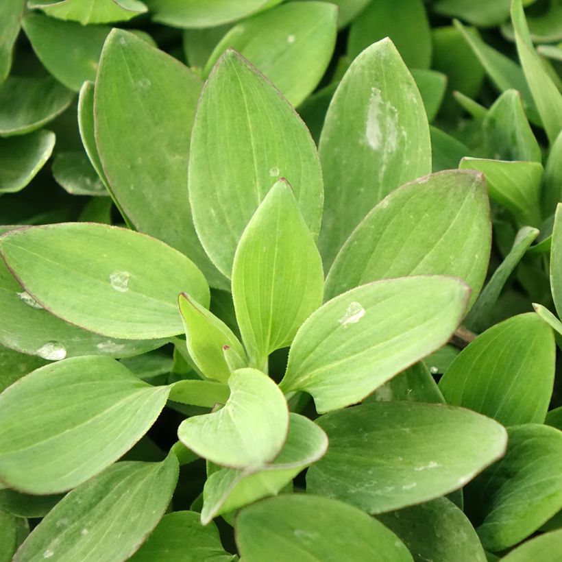 Alstroeméria Duc Arthur (Folhagem)