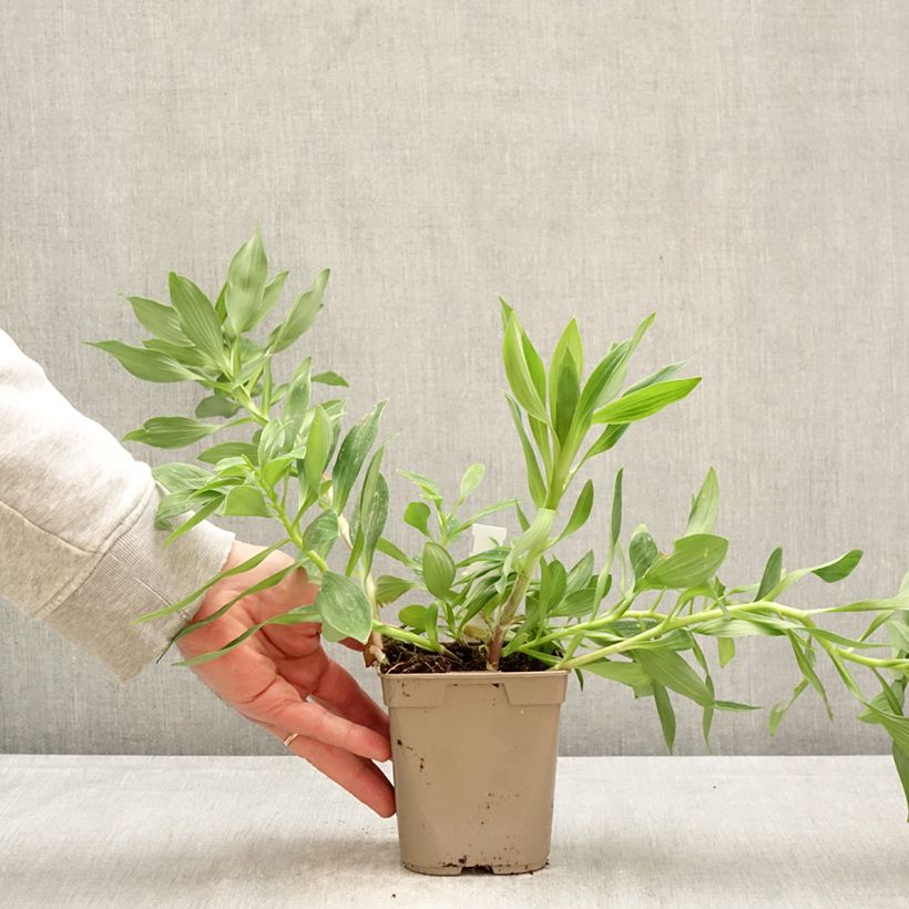 Amostra de Alstroeméria Duc d'Anjou Charles Vaso de 1 L/1,5 L tal como entregue na primavera