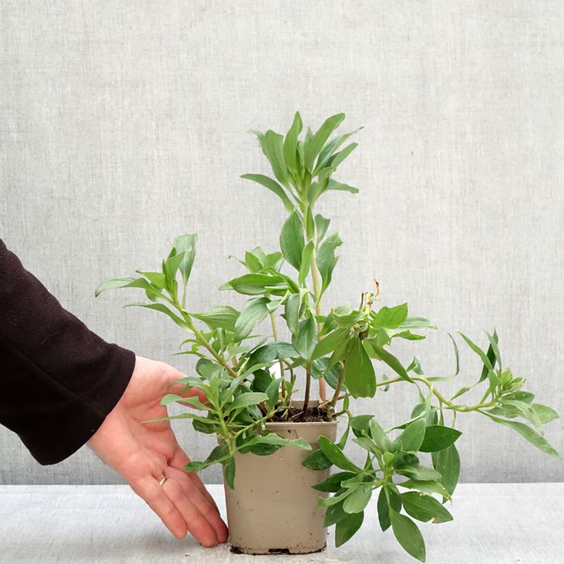 Amostra de Alstroeméria Duc d'Anjou Edouard Vaso de 1 L/1,5 L tal como entregue na primavera