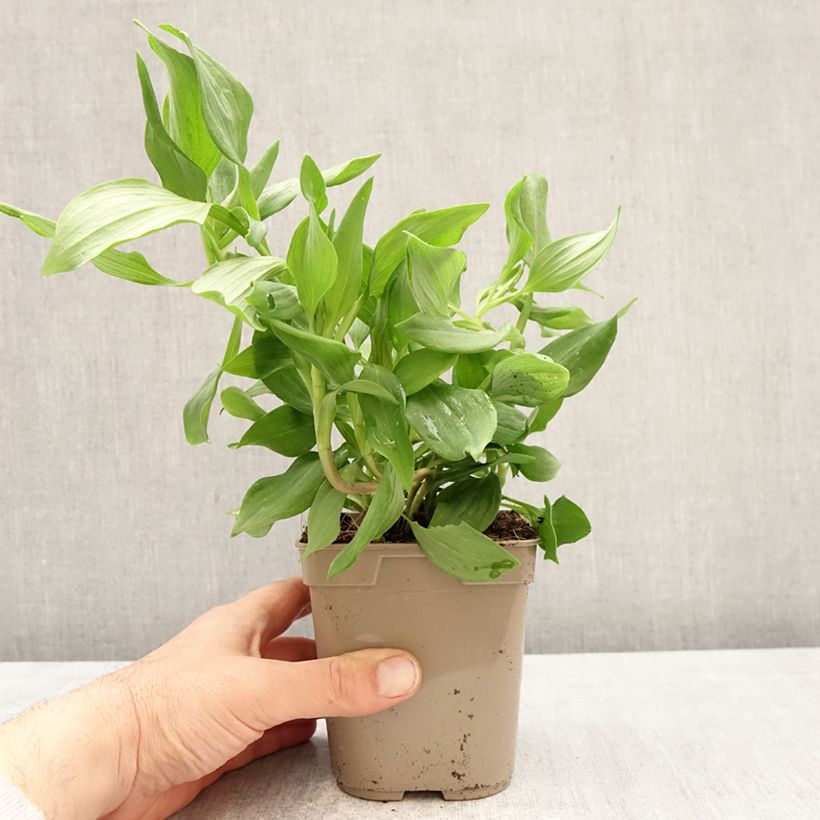 Amostra de Alstroeméria Duc d'Anjou Jean Vaso de 1 L/1,5 L tal como entregue na primavera