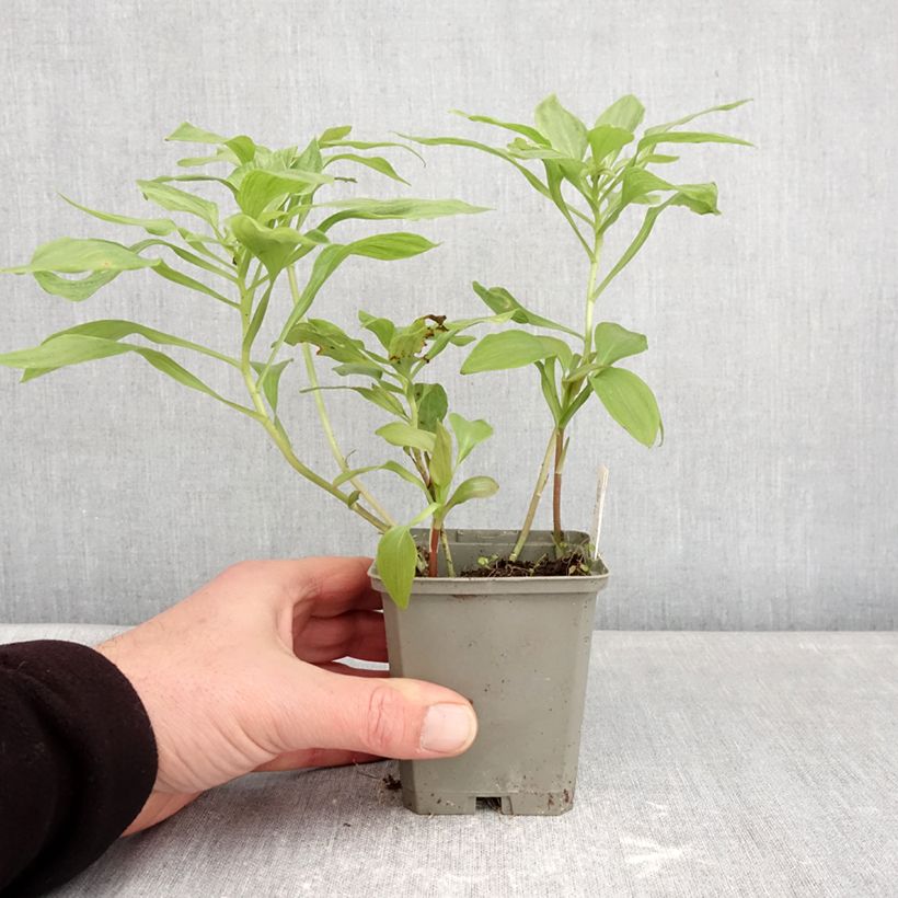 Amostra de Alstroeméria Duc d'Anjou Louis Vaso de 8/9 cm tal como entregue no inverno