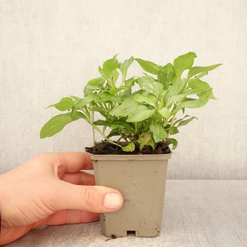 Amostra de Alstroeméria Duc d'Anjou Louis Vaso de 8/9 cm tal como entregue na primavera