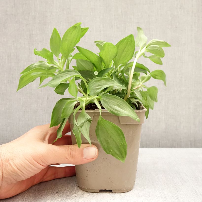 Amostra de Alstroeméria Duc d'Anjou Louis Vaso de 1 L/1,5 L tal como entregue na primavera