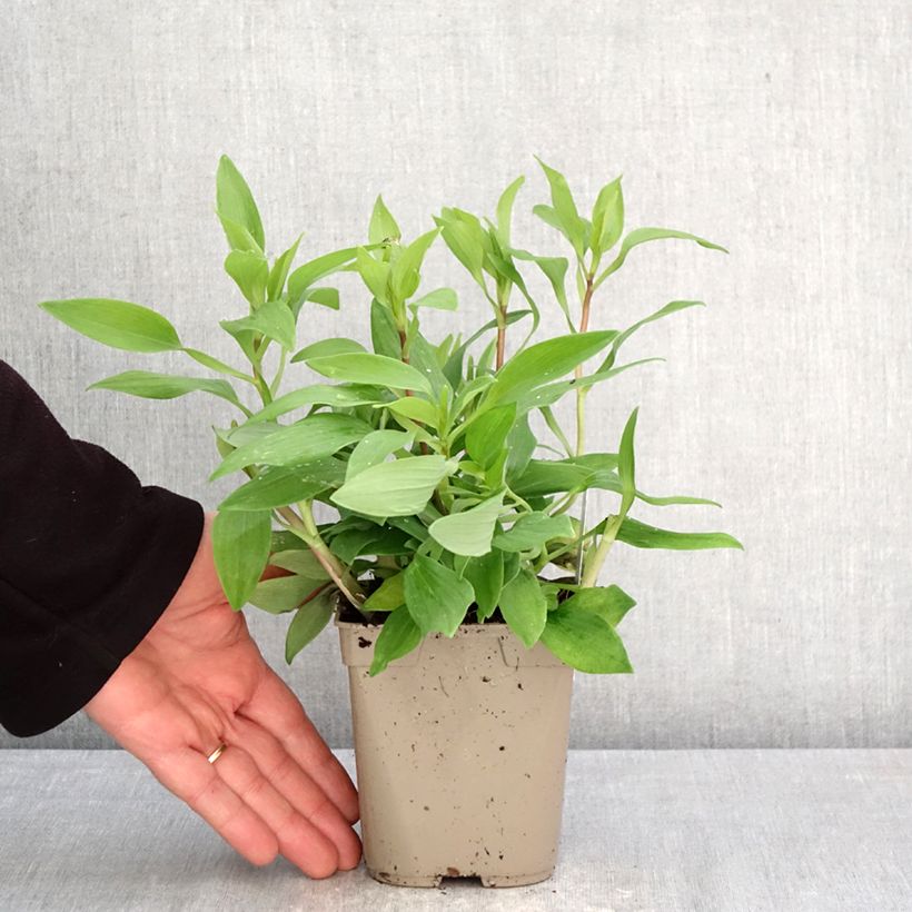 Amostra de Alstroeméria Duc d'Anjou Nicolas Vaso de 1 L/1,5 L tal como entregue na primavera