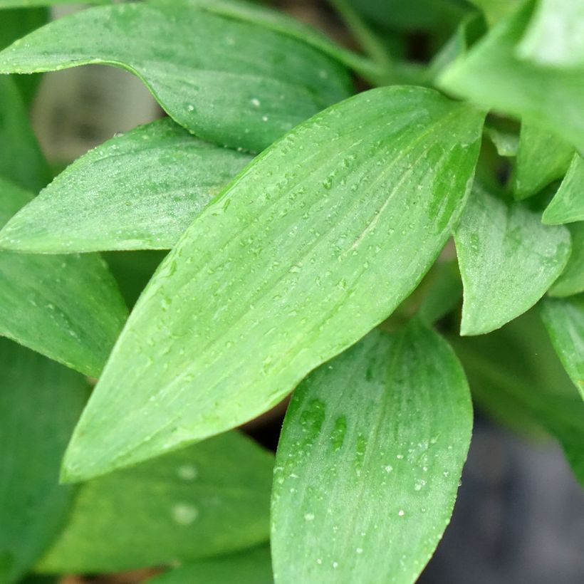 Alstroeméria Duc d'Anjou Pierre (Folhagem)