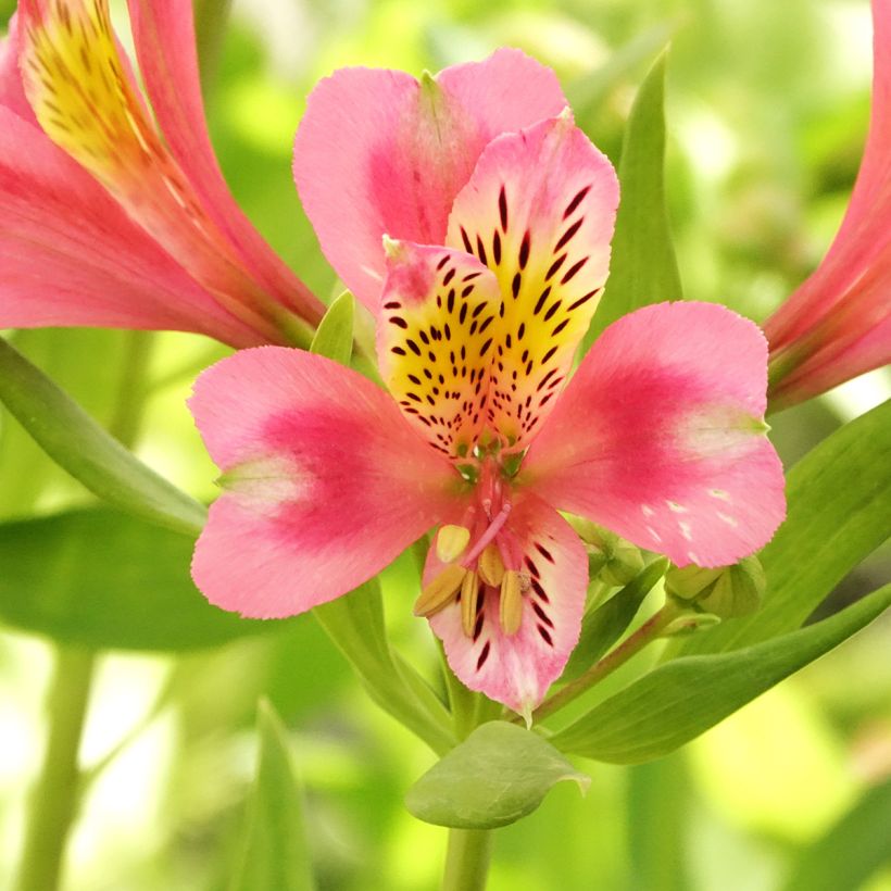 Alstroeméria Duc d'Anjou Pierre (Floração)